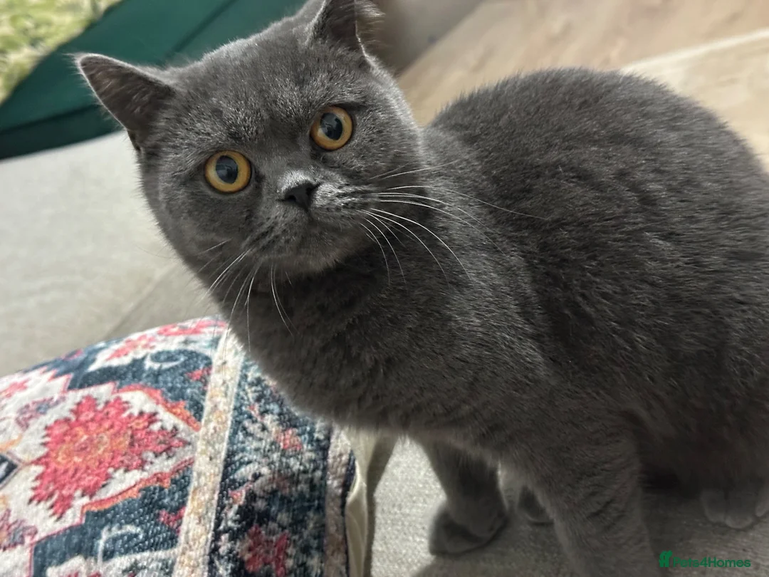 British Shorthair cats for sale: BRITISH SHORTHAIR FEMALE  - Advert 11