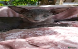 Oriental cats for sale: Full Pedigree Oriental 1 Kitten XL size ears GCCF - Image 8
