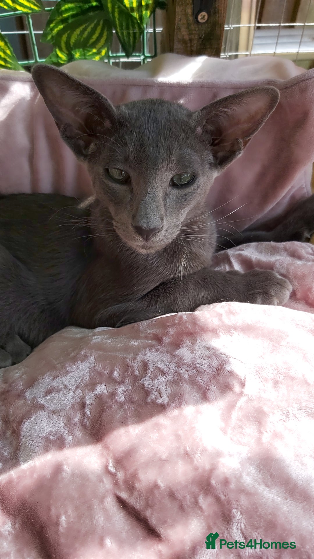 Oriental cats for sale: Full Pedigree Oriental 1 Kitten XL size ears GCCF - Image 8