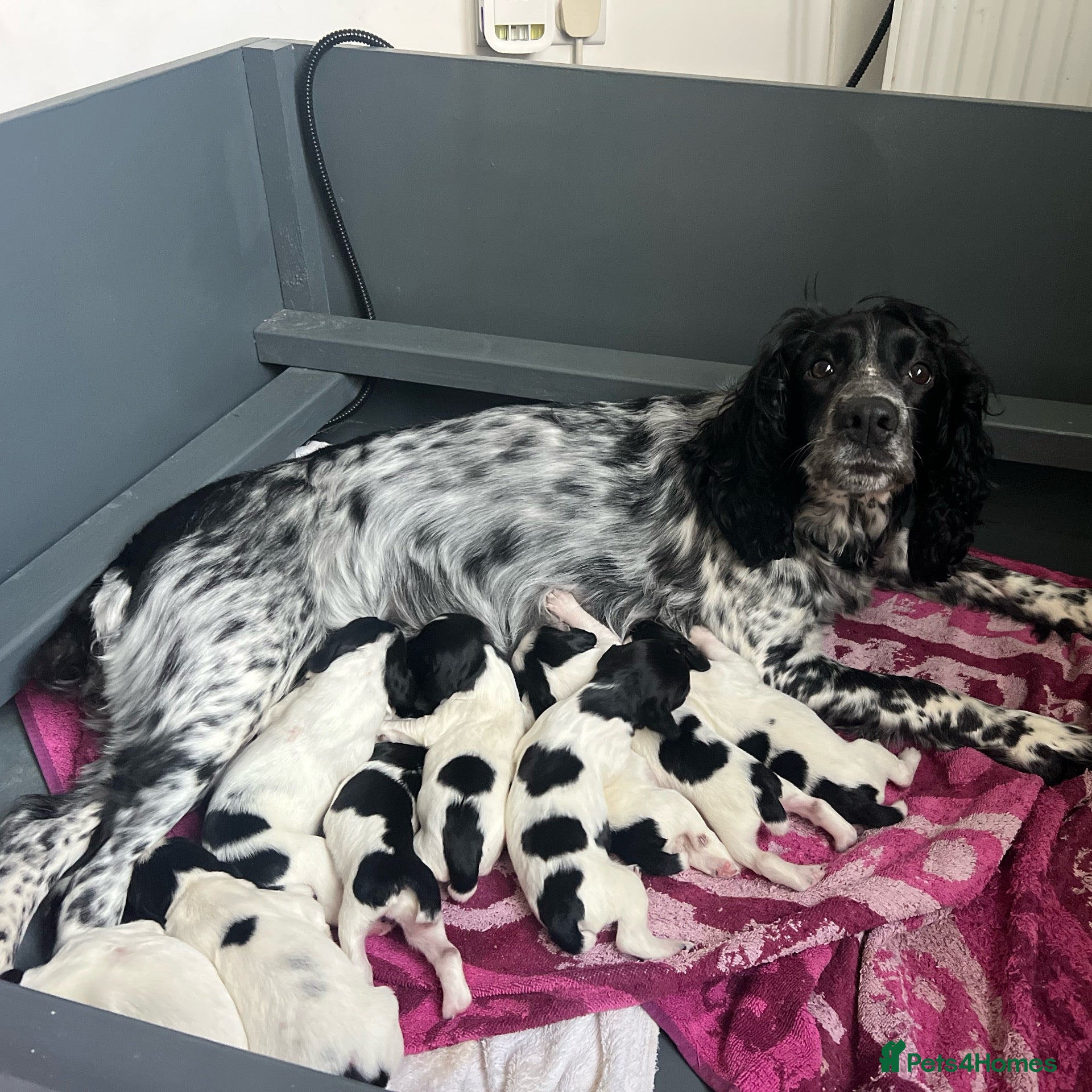 Sprocker dogs Sprocker Puppies with Exceptional working lines - Advert 1