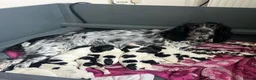 Sprocker dogs for sale: Sprocker Puppies with Exceptional working lines - Advert 1
