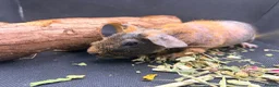 Guinea Pig rodents for sale: Boy & Girl Skinny Pig - Ready Now in Caterham - Advert 9