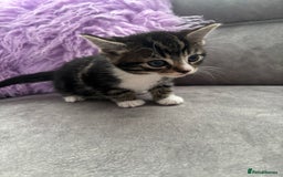 Mixed Breed cats for sale: 3 little kittens - Image 13