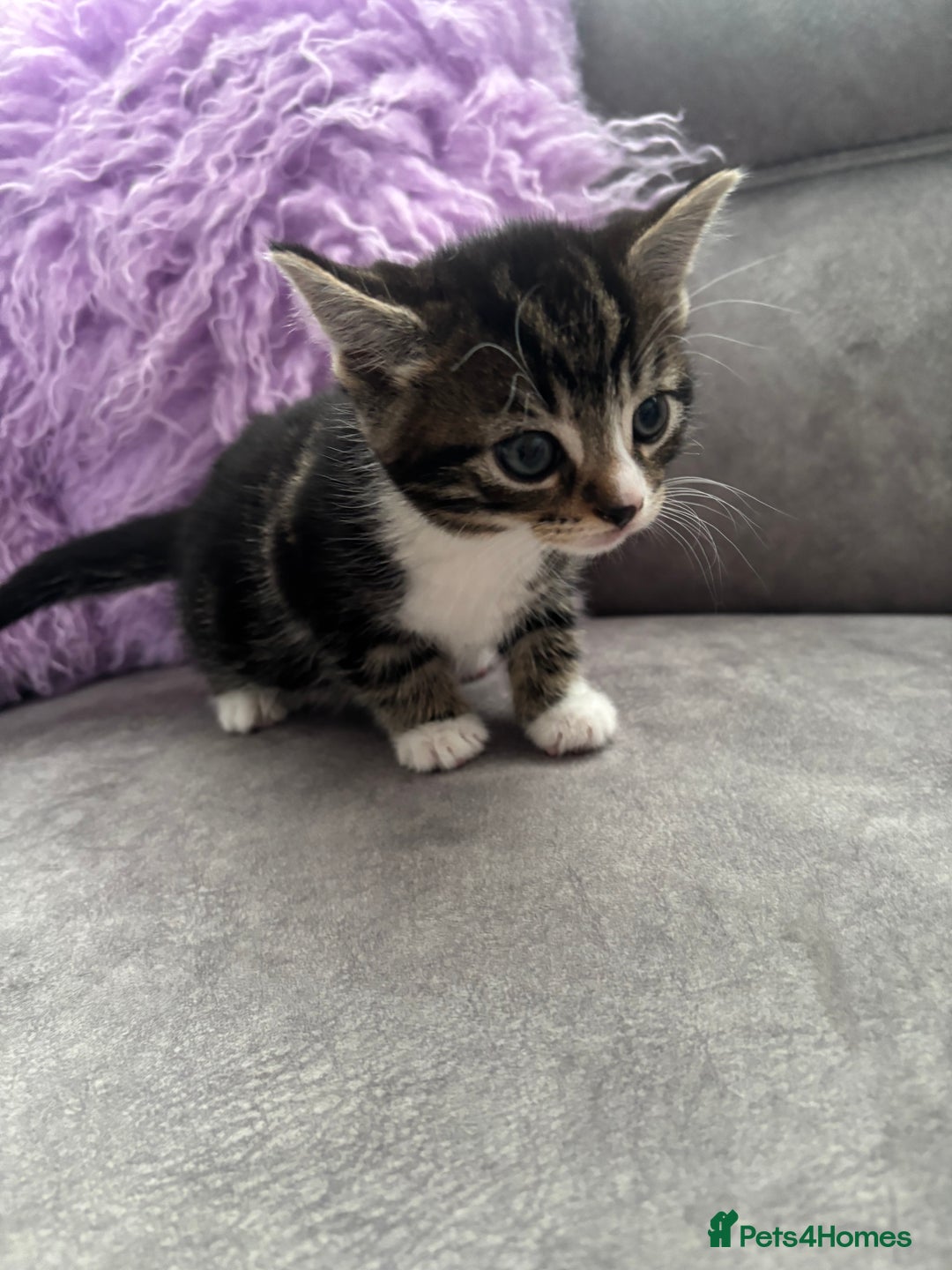Mixed Breed cats for sale: 3 little kittens - Image 13