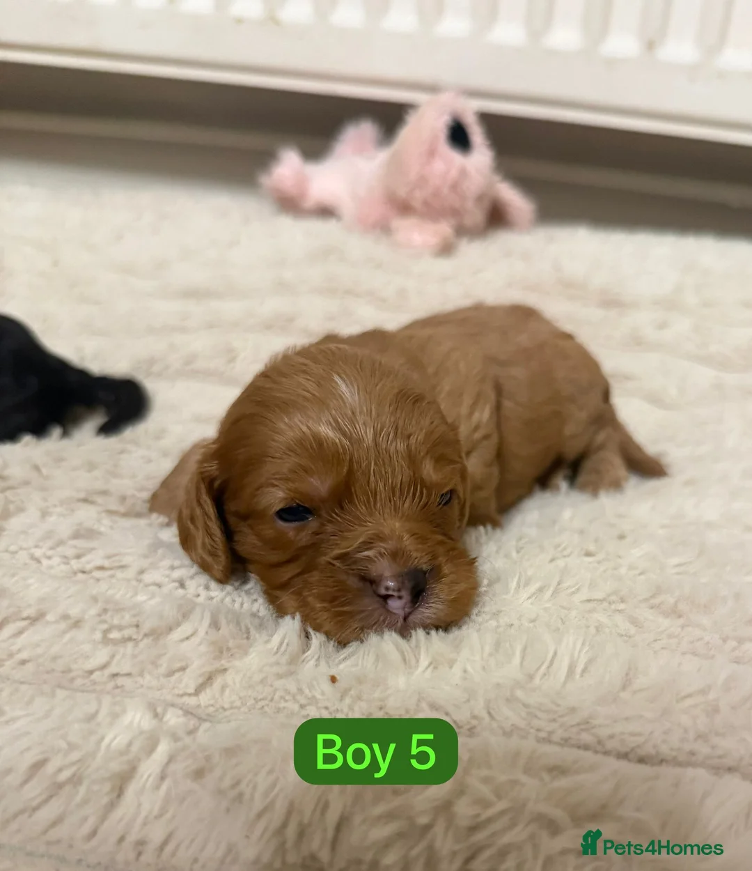 Cavapoo dogs for sale: Cavapoo Puppies - Advert 5