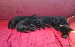 Bombay cats for sale: Rare Black Tabby Kittens with Golden Eyes - Image 4