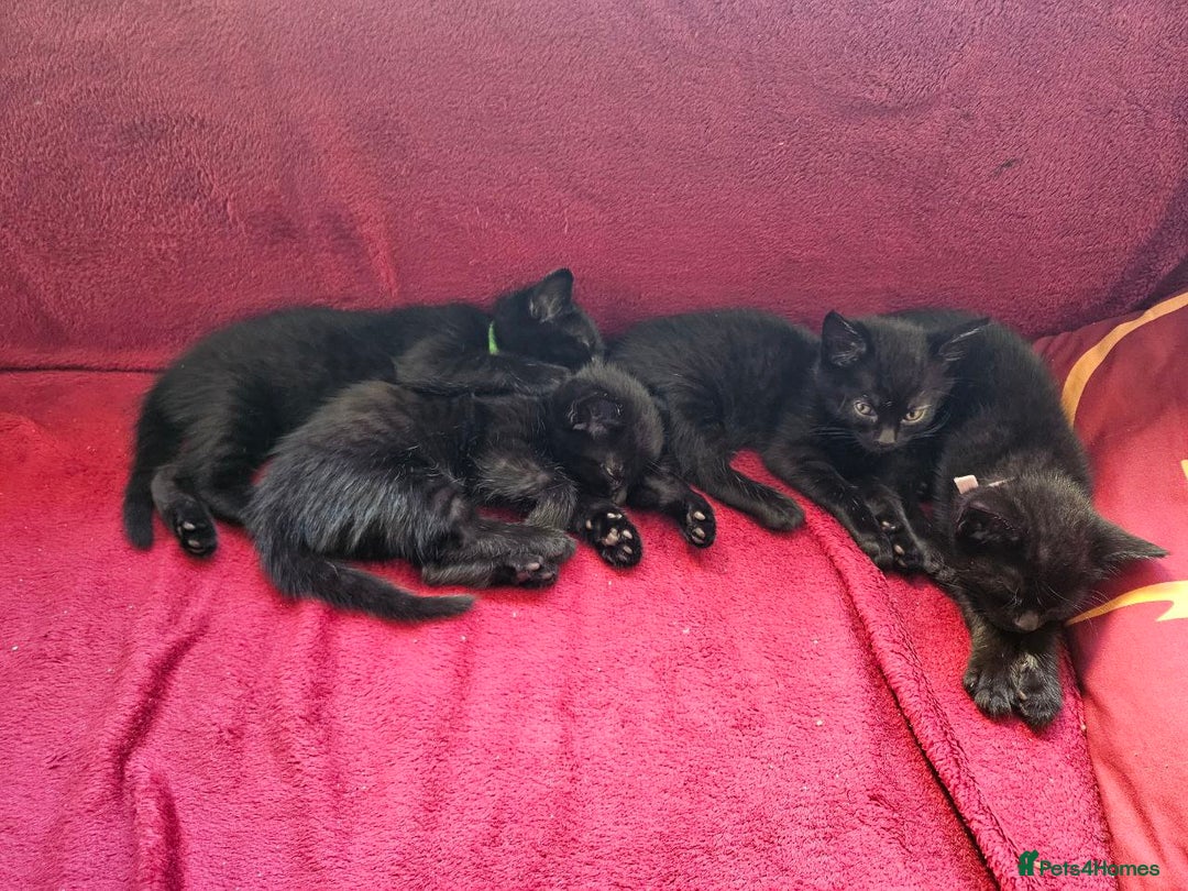 Bombay cats for sale: Rare Black Tabby Kittens with Golden Eyes - Image 4