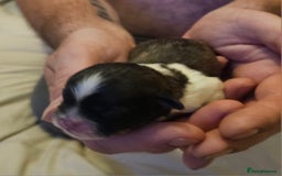 Shih Tzu dogs for sale: Shih tzu puppy for sale  - Image 7