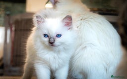 Ragdoll cats for sale: Ready Now GCCF Ragdoll Kittens Irresistibly Cuddly - Image 3