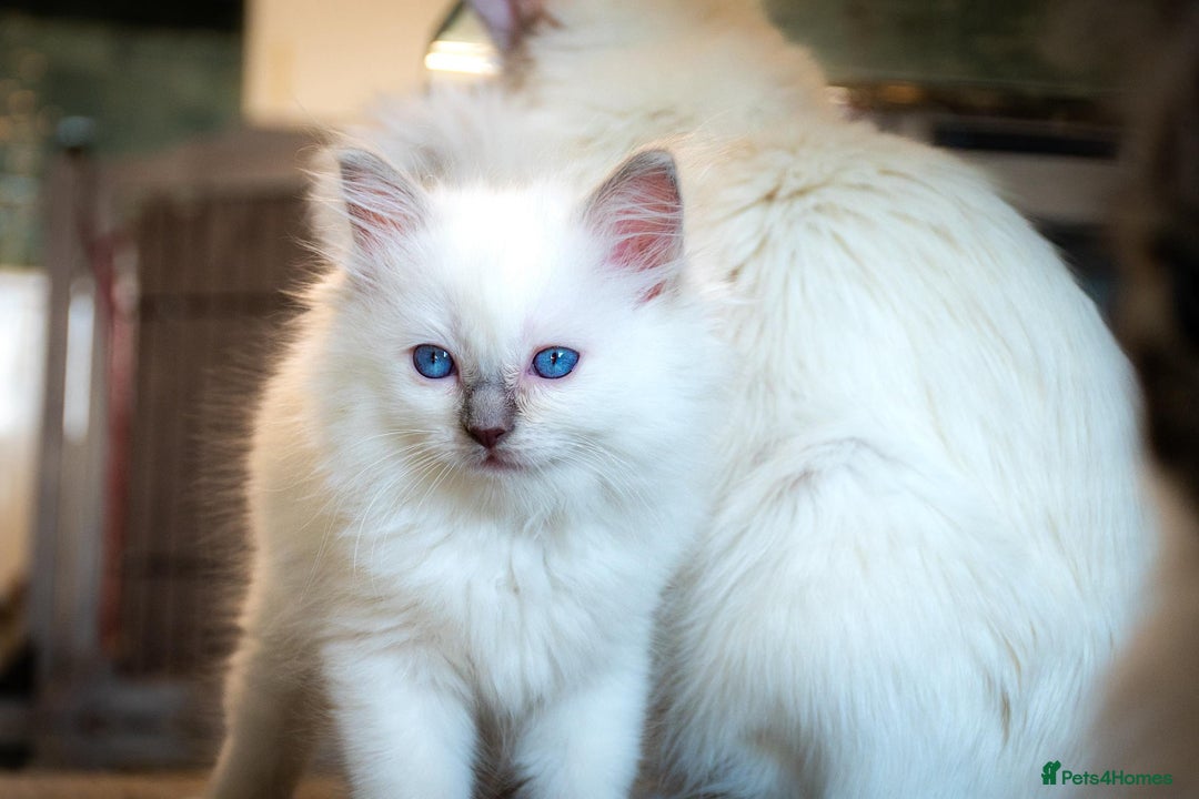 Ragdoll cats for sale: Ready Now GCCF Ragdoll Kittens Irresistibly Cuddly - Image 3