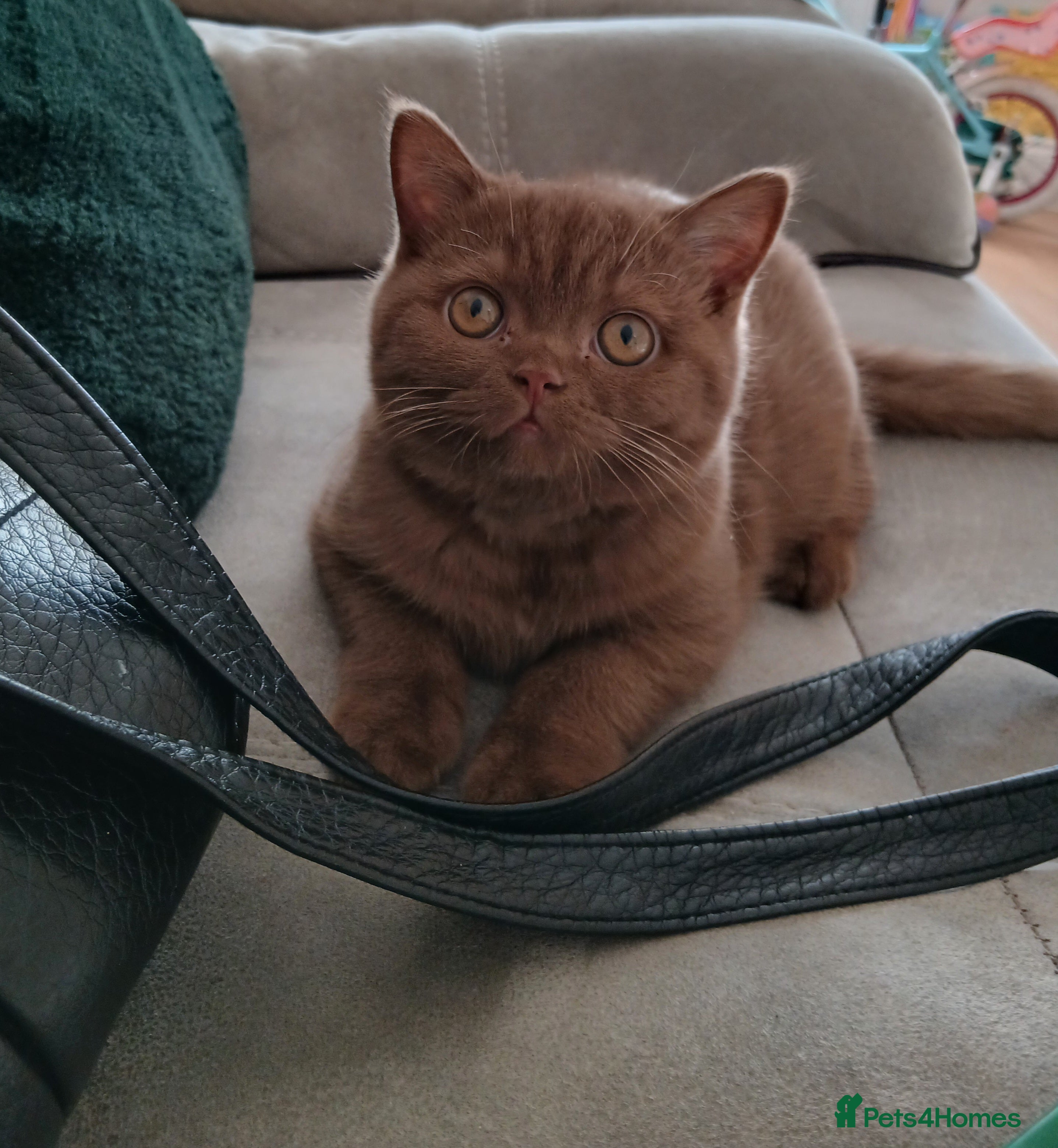 British Shorthair cats Gorgeous cinnamon *will leave castrated* - Advert 3