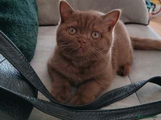 British Shorthair cats Gorgeous cinnamon *will leave castrated* - Advert 14