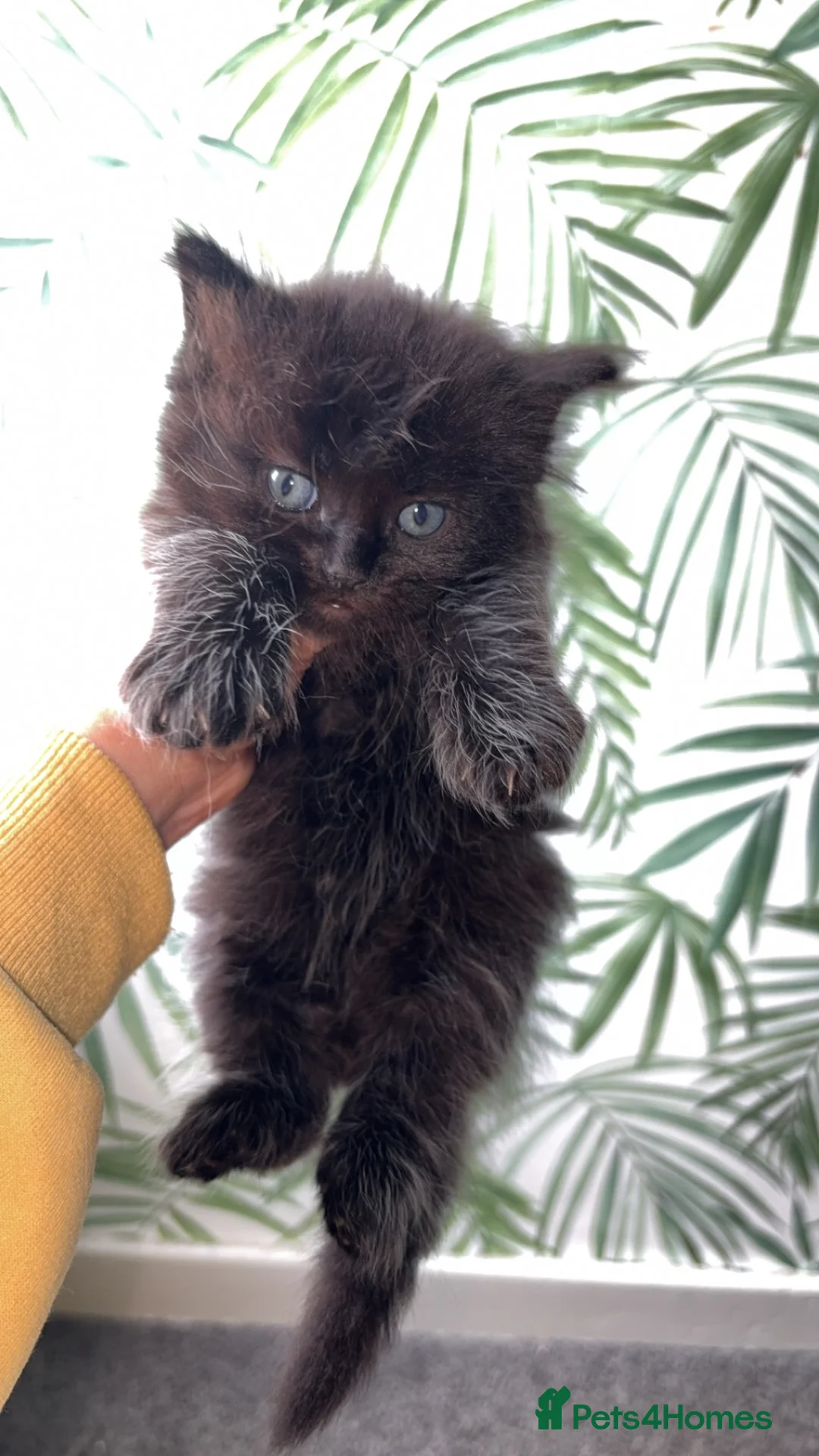 Ragdoll cats for sale: Half ragdoll kittens in Dundee - Advert 2