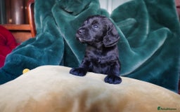 Mixed Breed dogs for sale: Schnockerpoo puppies - Advert 7