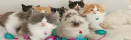 Ragdoll cats for sale: Beautiful cross Ragdoll/Persian 😻😻😻😻 - Advert 24