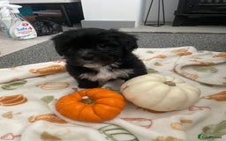 Mixed Breed dogs for sale: Maltese cross La Chon puppies  - Image 4