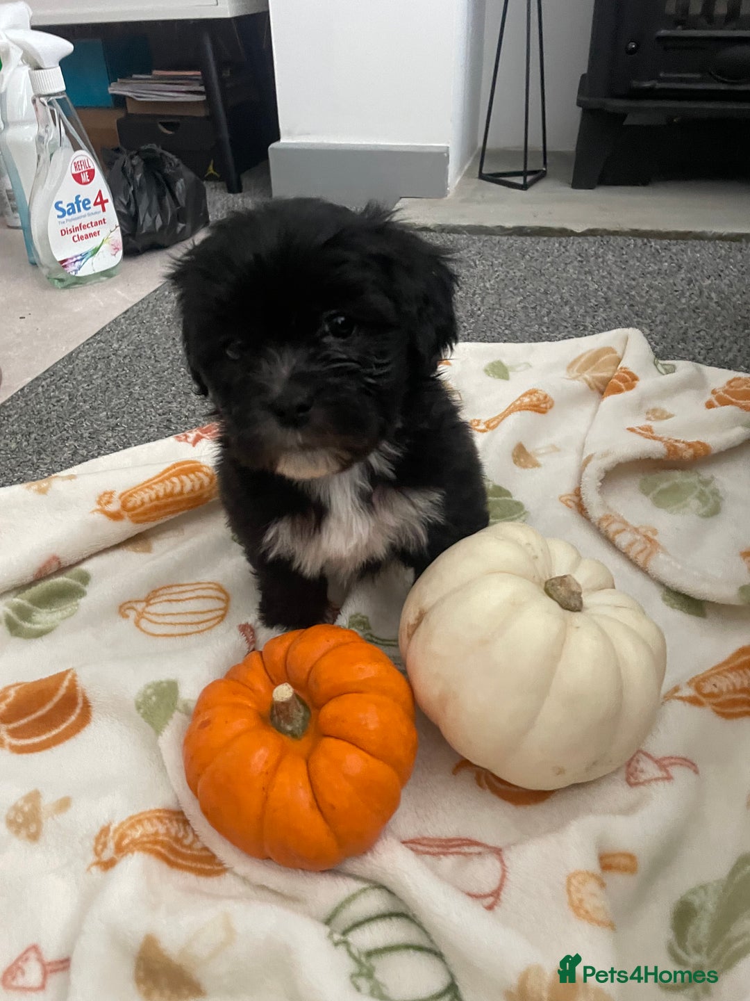 Mixed Breed dogs for sale: Maltese cross La Chon puppies  - Image 4