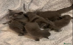 British Shorthair cats for sale: British shorthair kitten - Image 4