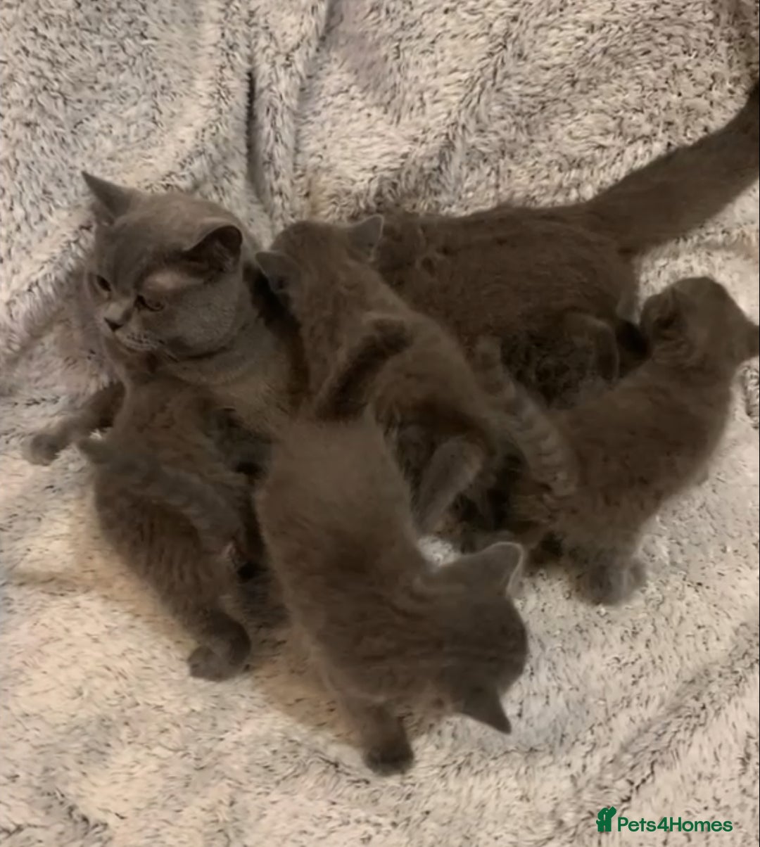 British Shorthair cats for sale: British shorthair kitten - Image 4
