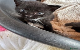 Mixed Breed cats for sale: Kittens for sale - Image 7