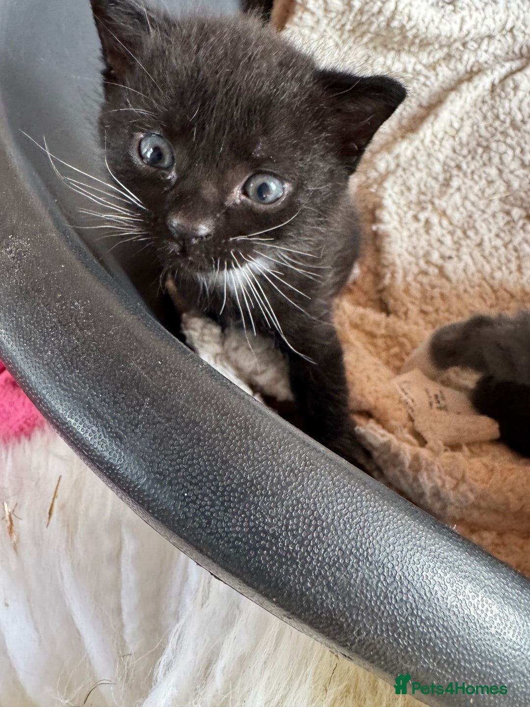 Mixed Breed cats for sale: Kittens for sale - Image 7