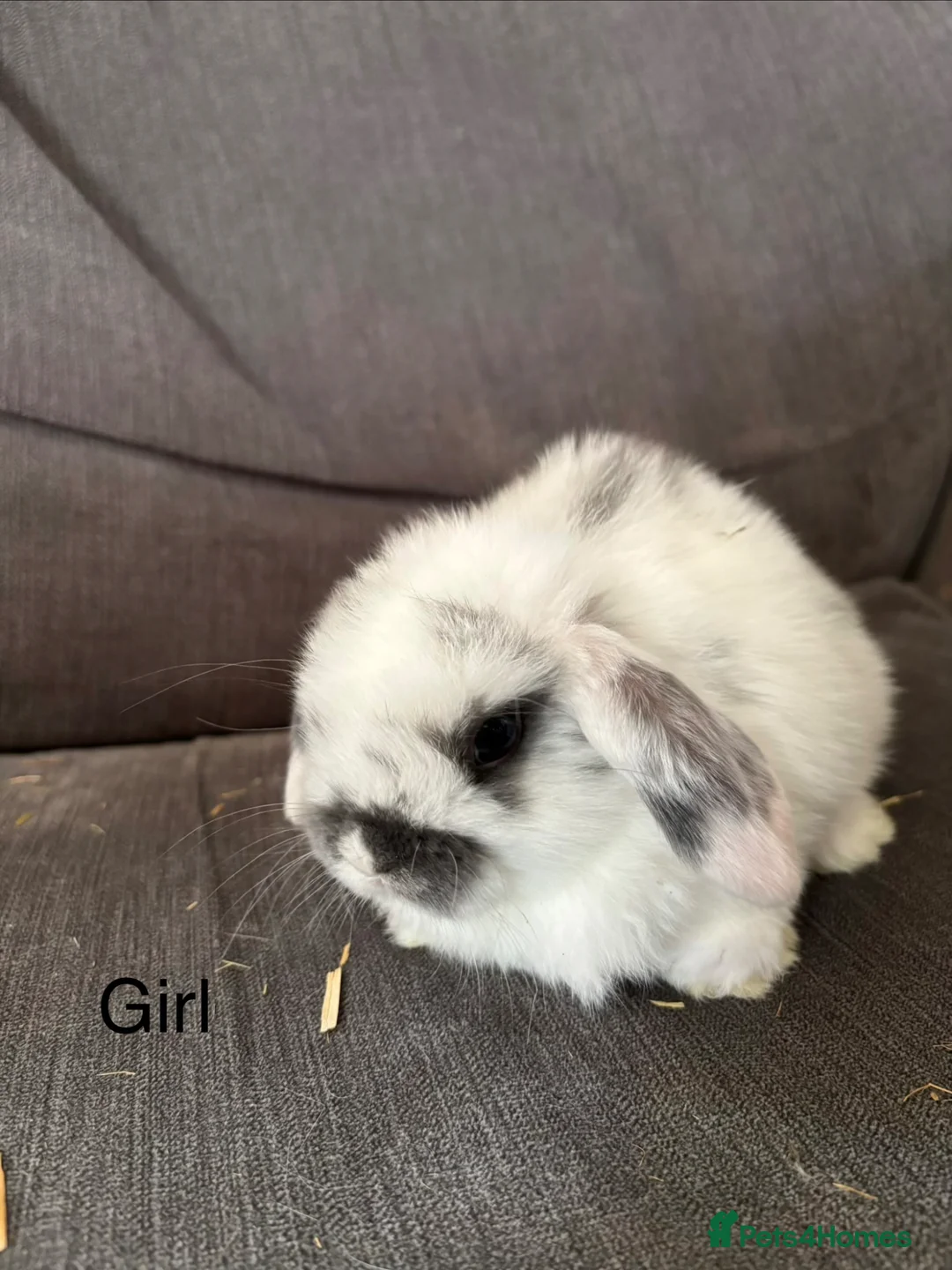 Mini Lop rabbits for sale: 5 stunning mini lops - Advert 1