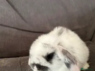 Mini Lop rabbits 5 stunning mini lops - Advert 1