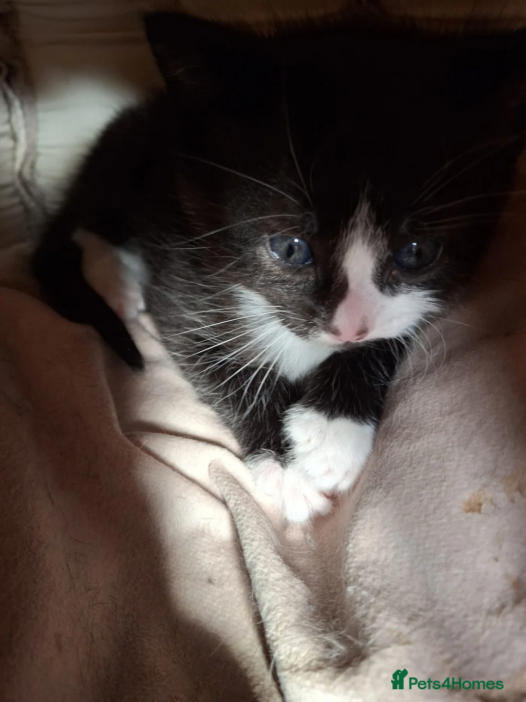 Mixed Breed cats for sale: Male Tuxedo Kitten - Advert 2