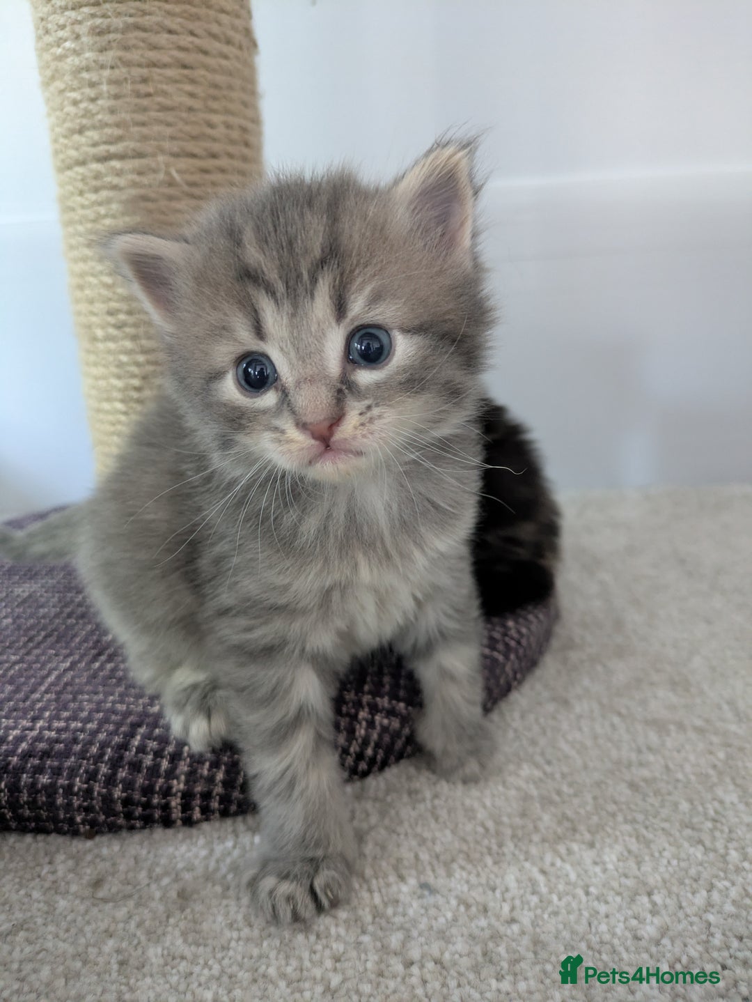 Maine Coon cats for sale: Maincoon - Image 6