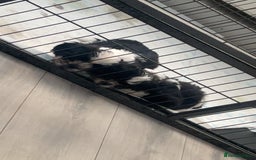 Shih Tzu dogs for sale: Imperial shih tzus ready now - Image 1