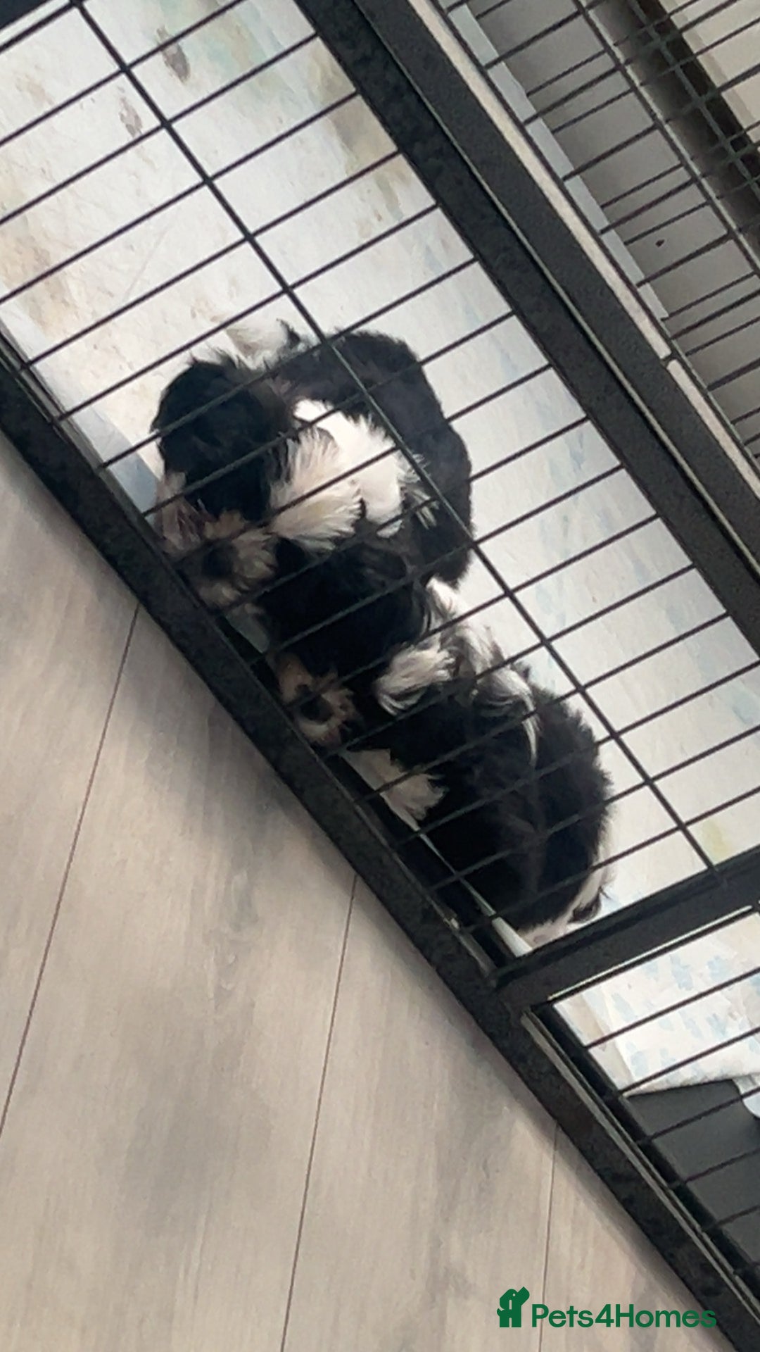 Shih Tzu dogs for sale: Imperial shih tzus ready now - Image 1