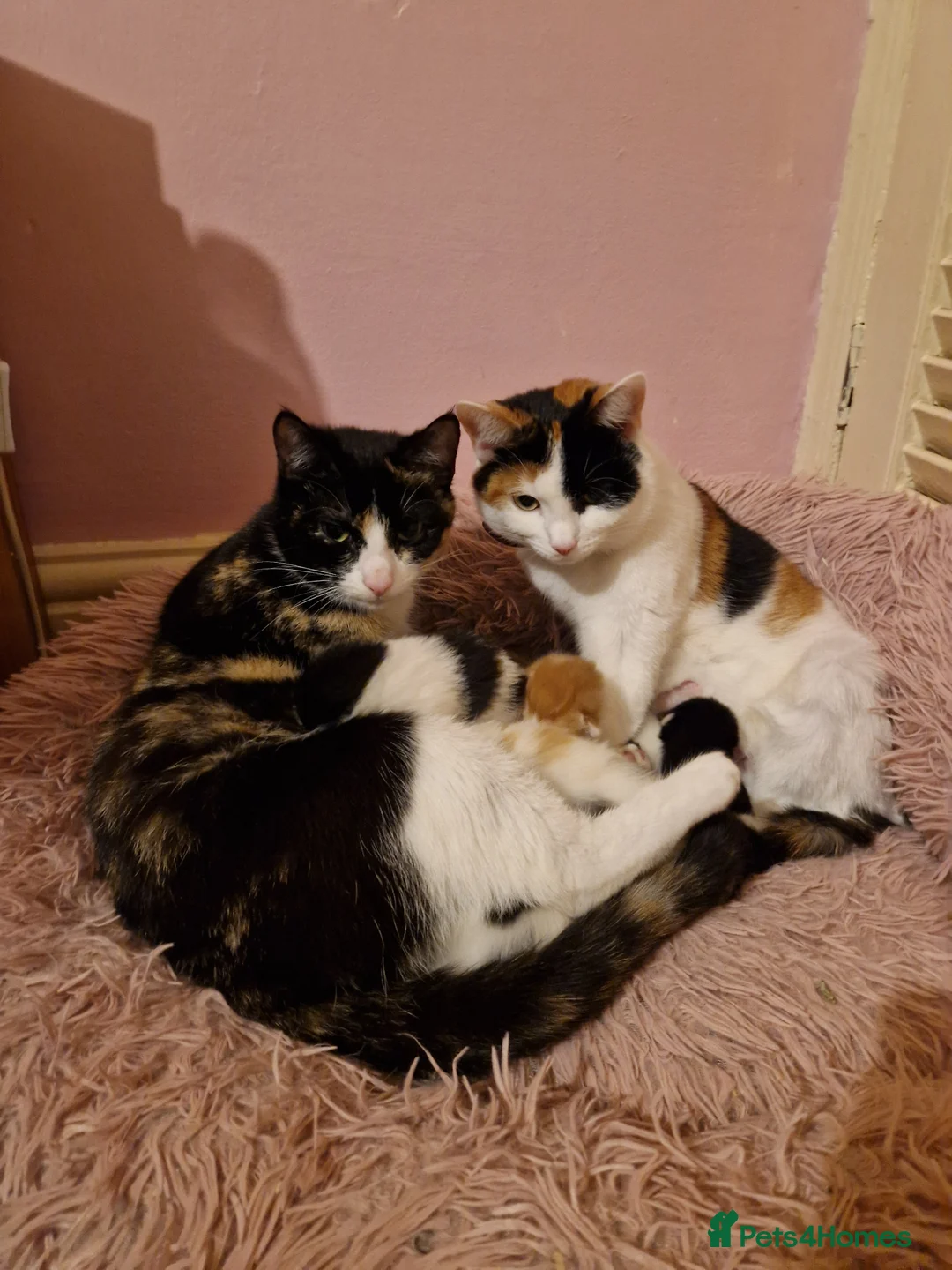 Mixed Breed cats for sale: Playful kittens ready for their purrfect homes - Advert 2