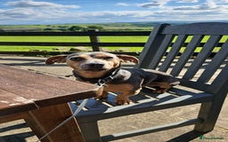 Jack Russell dogs for stud: DENZEL - Image 12