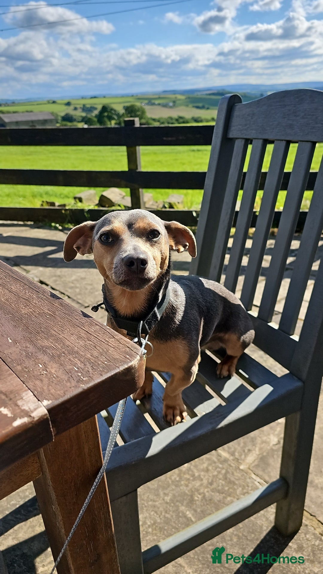 Jack Russell dogs for stud: DENZEL - Image 12