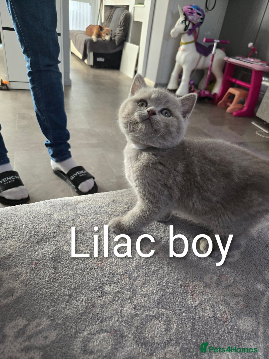 British Shorthair cats for sale: Full pedigree, British short hairs ready now. - Image 2