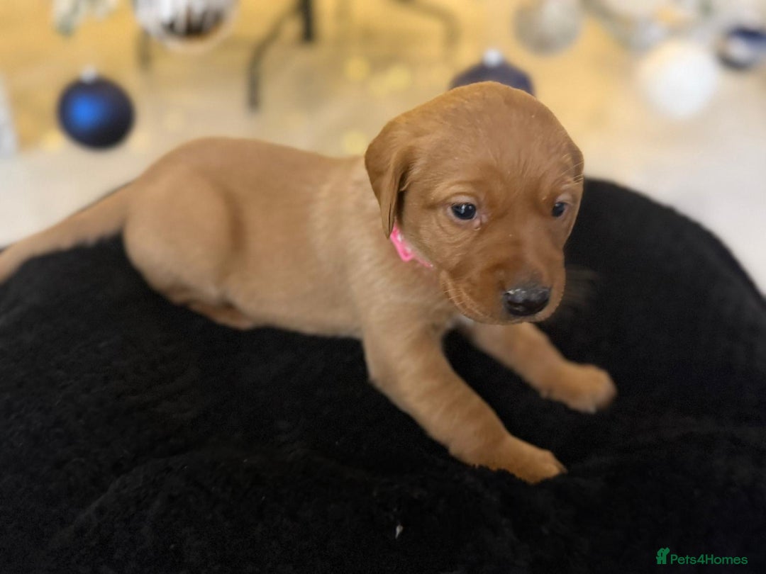 Labrador Retriever dogs for sale: Beautiful fox red puppies  - Advert 21