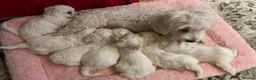 Maltese dogs for sale: Snowflake Sweethearts  Gorgeous Maltese Puppies in London - Advert 1