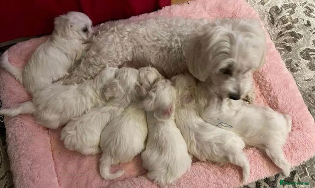 Maltese dogs for sale: Snowflake Sweethearts  Gorgeous Maltese Puppies in London - Advert 1
