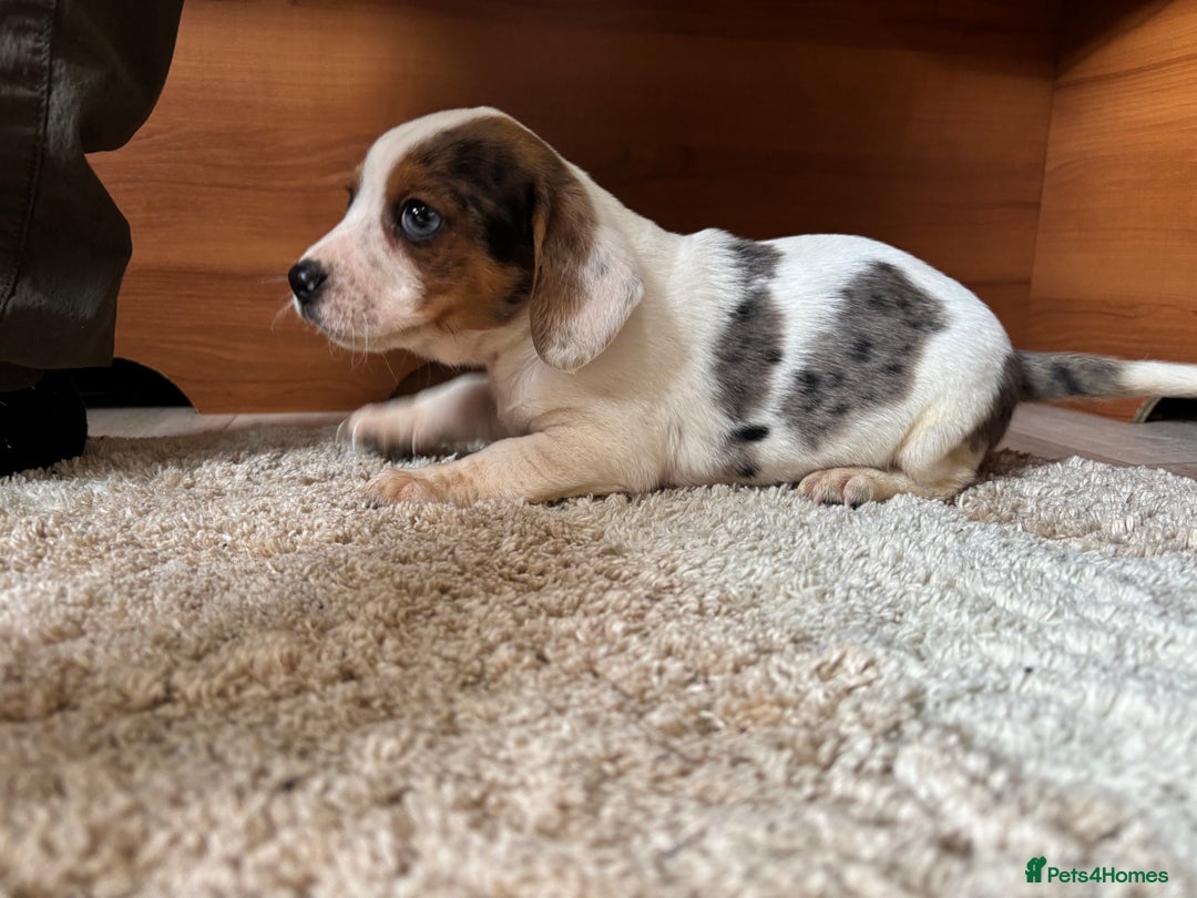 Jack Russell dogs for sale: Jack Jackrussle puppies  - Image 2