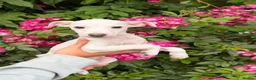 Italian Greyhound dogs for sale: 🐾Stunning cream kc registered Italian greyhound🐾 - Advert 6