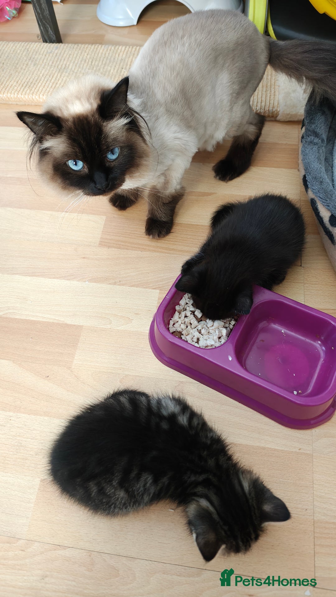 Mixed Breed cats for sale: Ragdoll (mum) X Tabby (dad) - blue eyes ! - Image 17