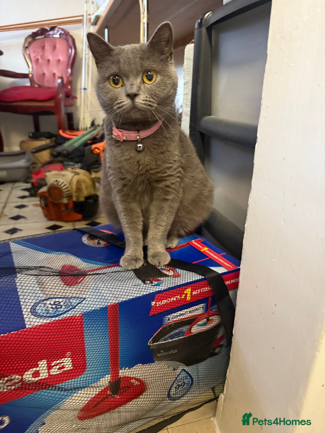 British Shorthair cats for sale: British short hair kittens  - Advert 1