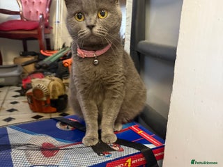 British Shorthair cats British short hair kittens - Advert 1