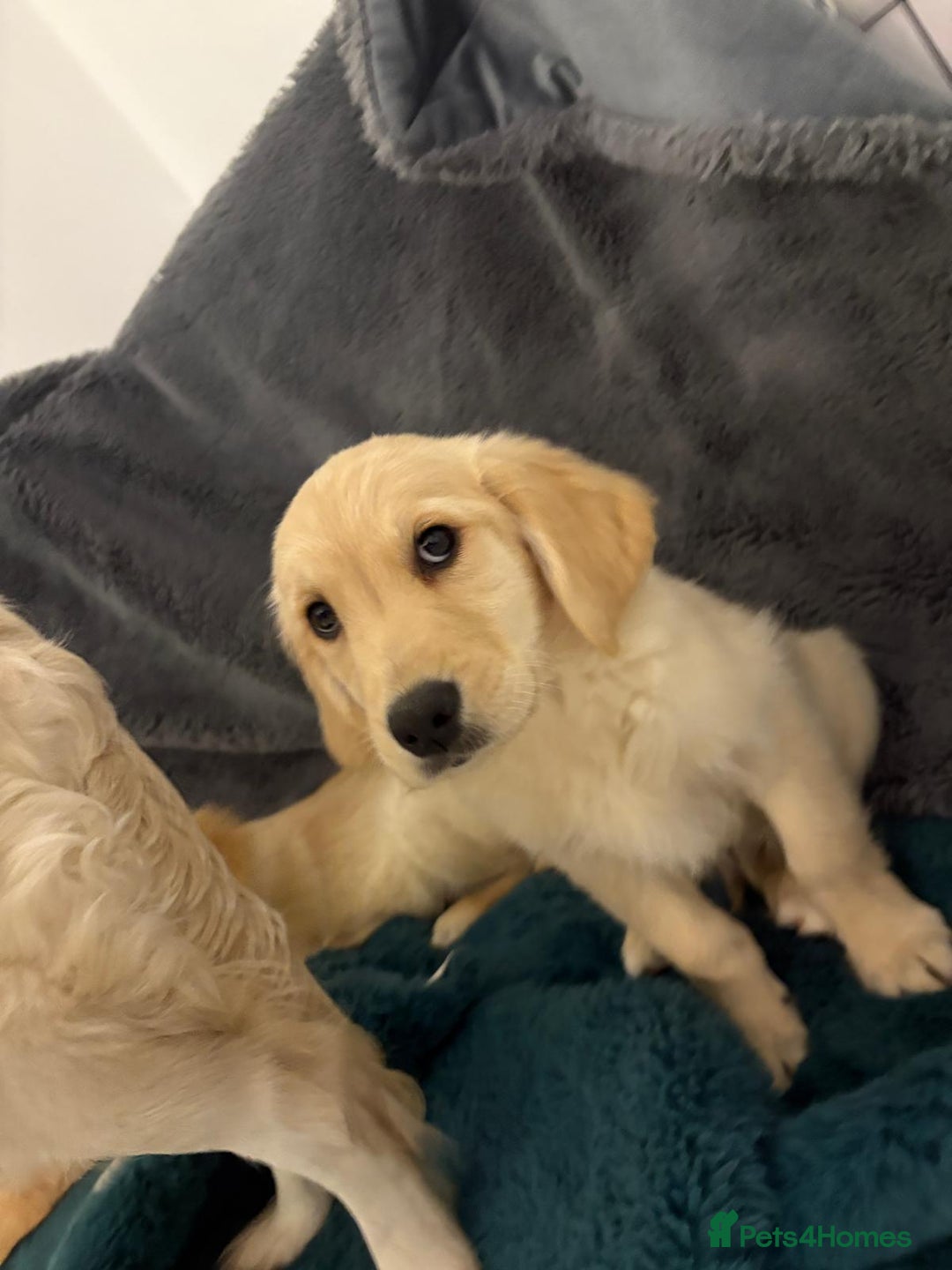 Golden Retriever dogs for sale: Golden retrievers - Image 10