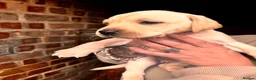 Mixed Breed dogs for sale: Staffydor  - Advert 11