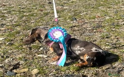 Miniature Dachshund dogs for sale: Beautiful 2 Blue Eyed Dapple Adult Female  - Image 5