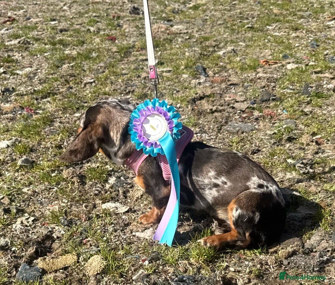 Miniature Dachshund dogs for sale: Beautiful 2 Blue Eyed Dapple Adult Female  - Image 5