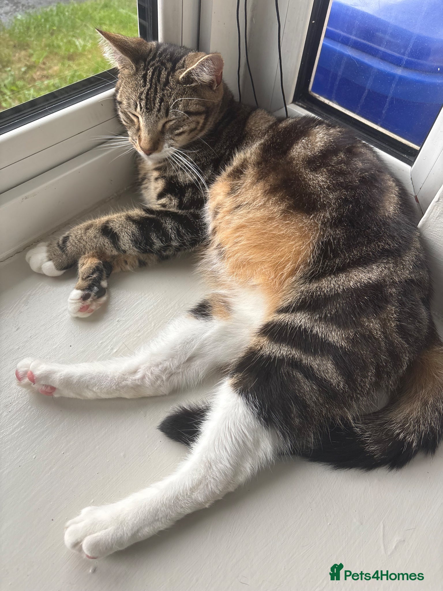 Mixed Breed cats Beautiful kittens 🐱  - Advert 1