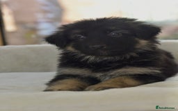 German Shepherd dogs for sale: 5 Generation KC - straight backed GSD puppies  - Image 3