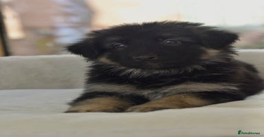 German Shepherd dogs - Advert 6